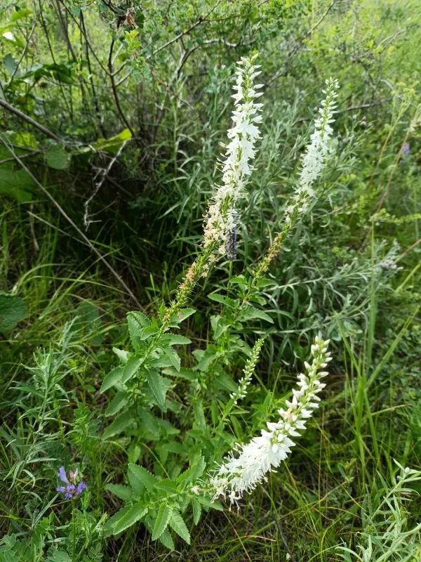 Veronica daurica