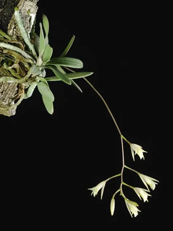Broughtonia cubensis