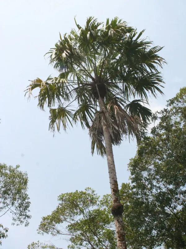 Livistona saribus