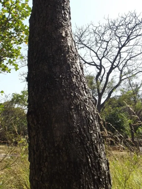 Albizia coriaria