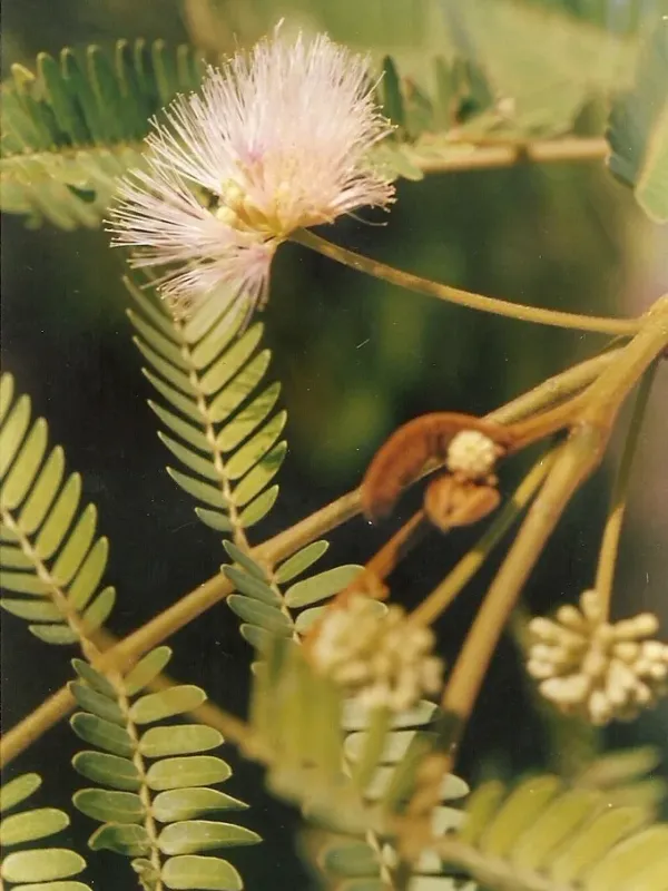 Albizia isenbergiana
