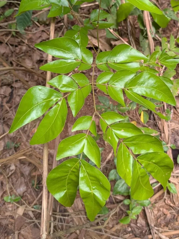 Albizia zygia