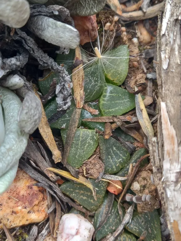 Haworthia emelyae