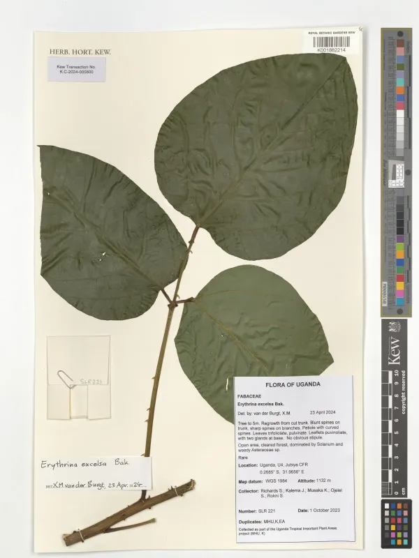 Erythrina excelsa