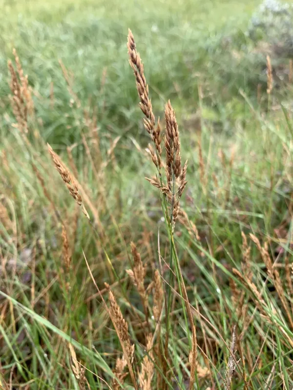 Holm's small-reed