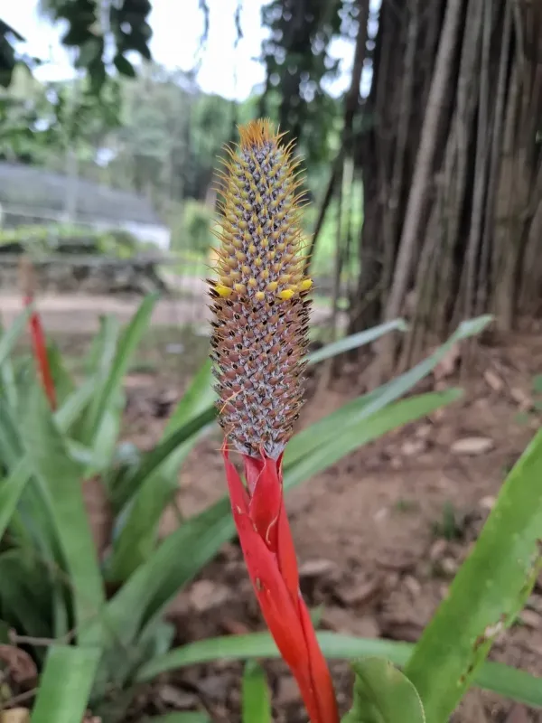 Aechmea pineliana