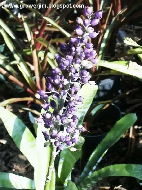 Aechmea luedemanniana