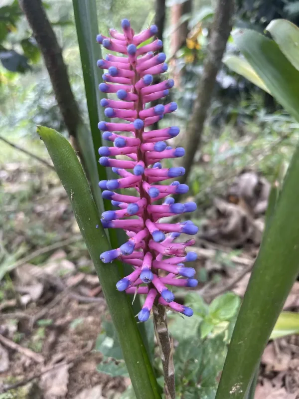 Aechmea gamosepala