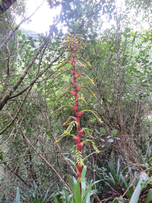 Alcantarea geniculata