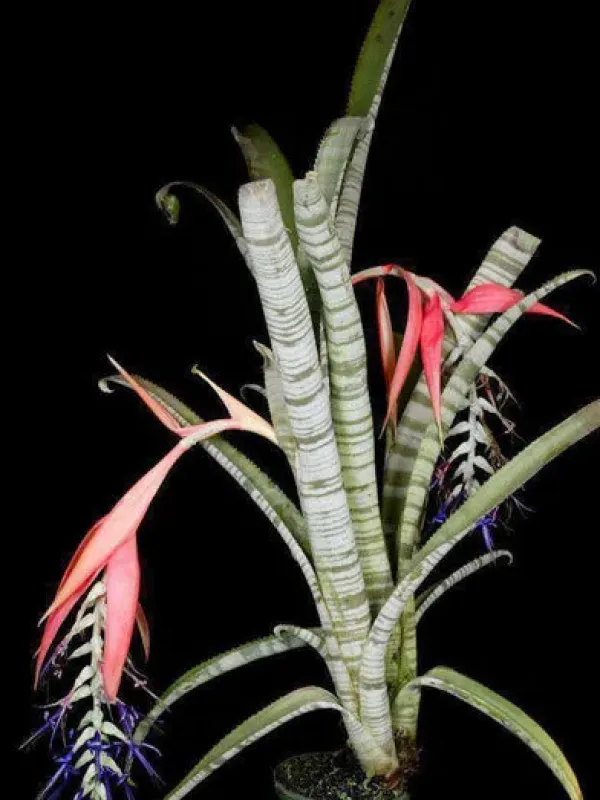 Billbergia brasiliensis