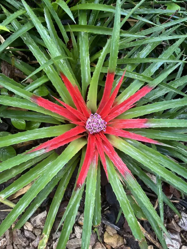 Bromelia humilis