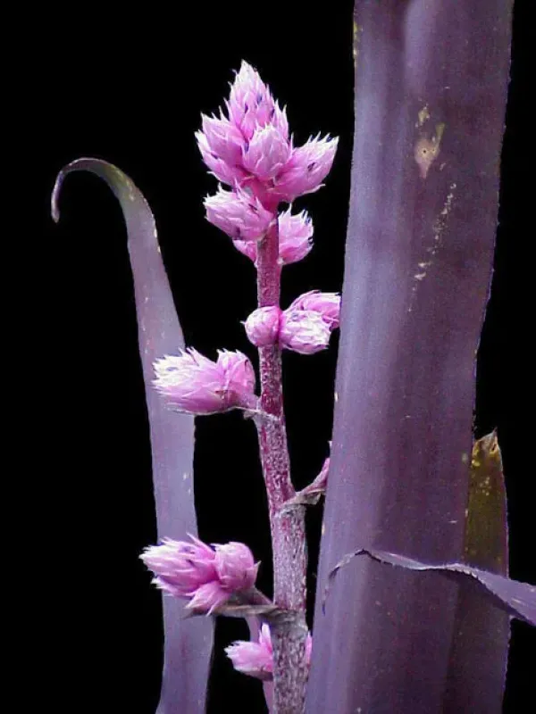 Hohenbergia rosea