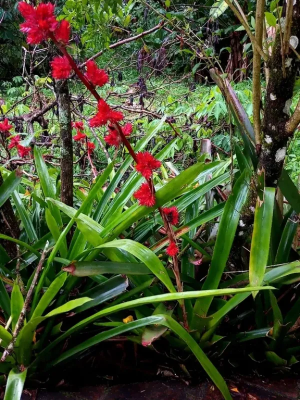 Hohenbergia stellata