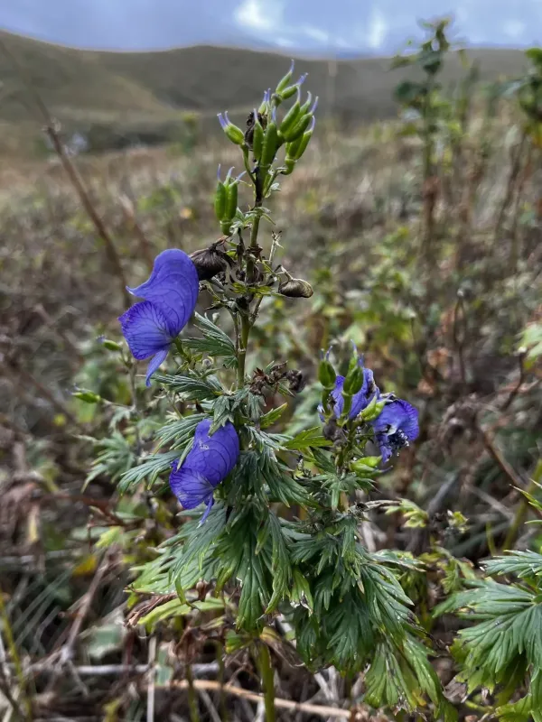 Aconitum cymbulatum