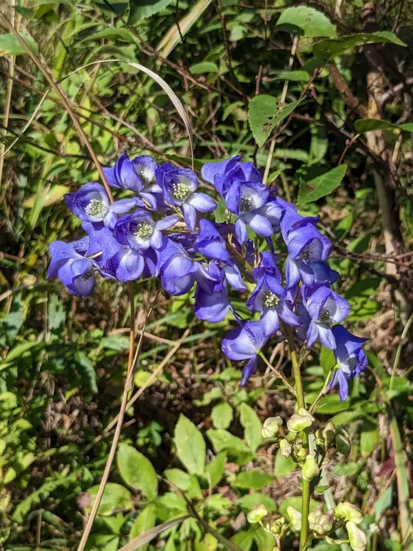 Аконіт Кузнєцова