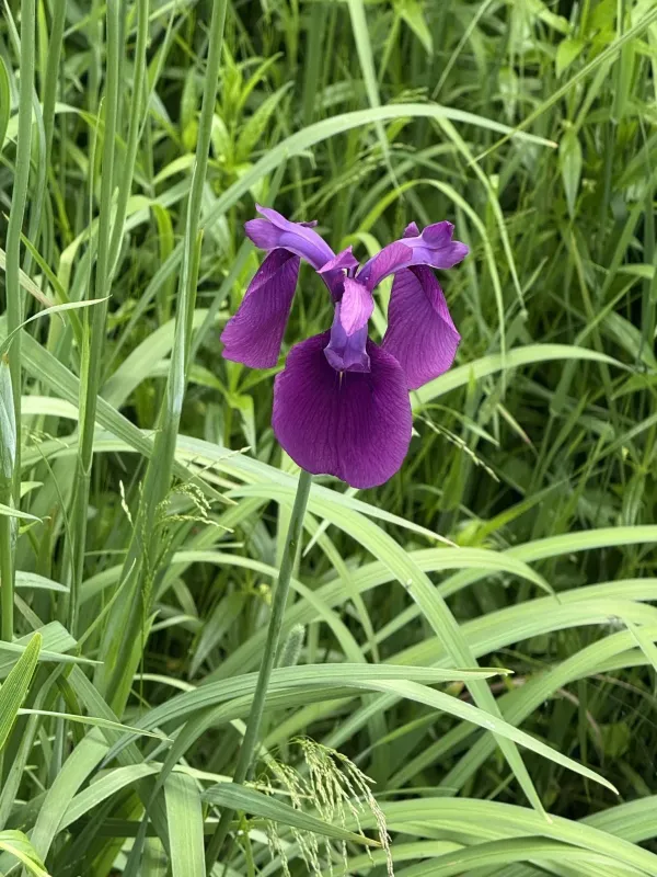 Japanese iris