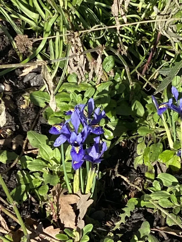 Iris histrioides
