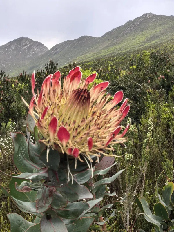 Protea eximia