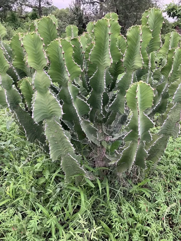 Cooper's Euphorbia