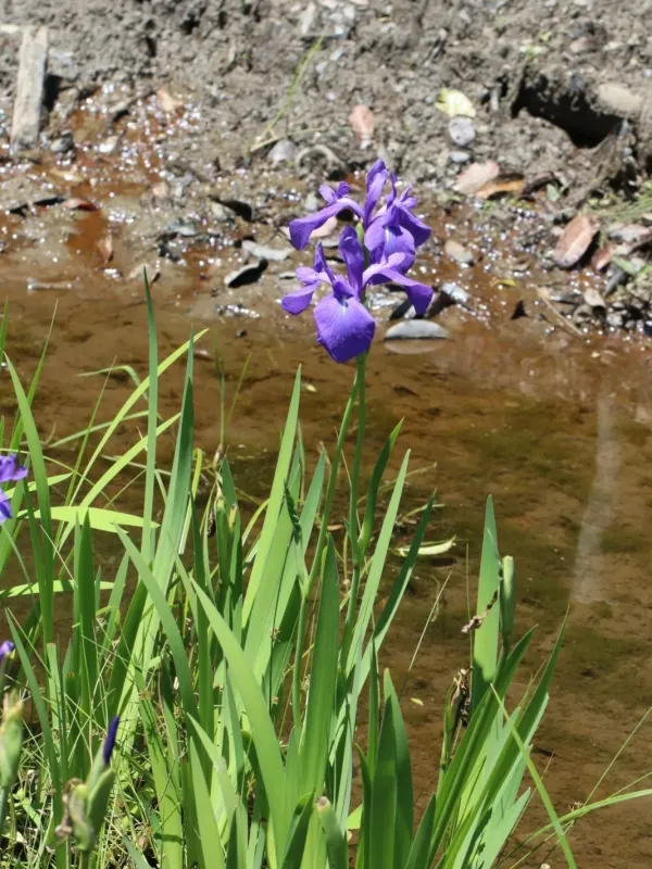 Iris laevigata