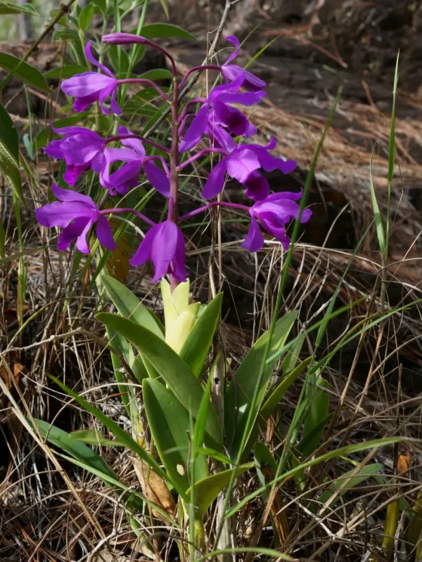 Гуаріанте Боурінга