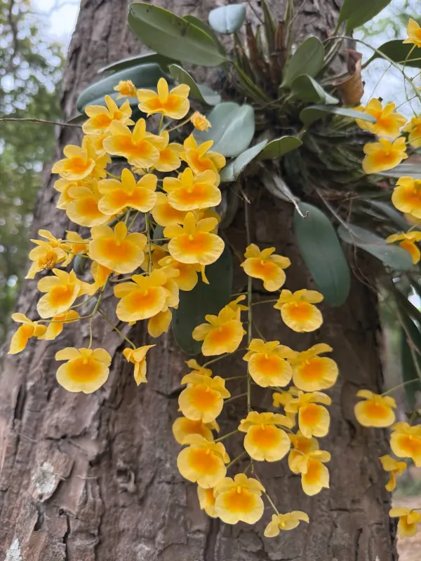 Dendrobium lindleyi