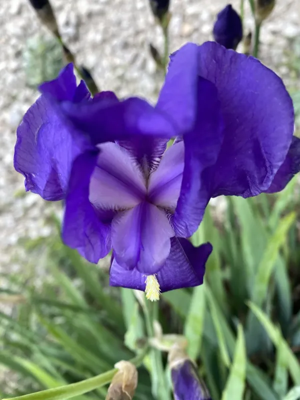 Pale iris