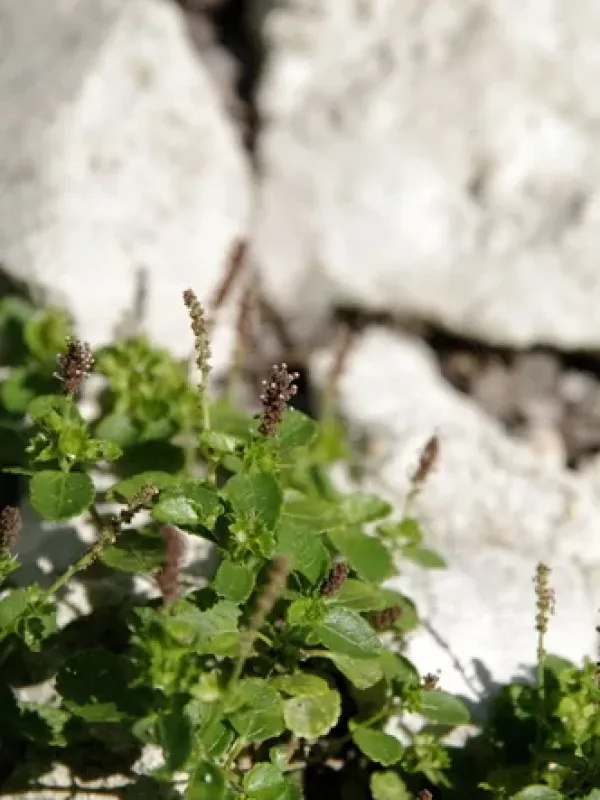 Acalypha pygmaea