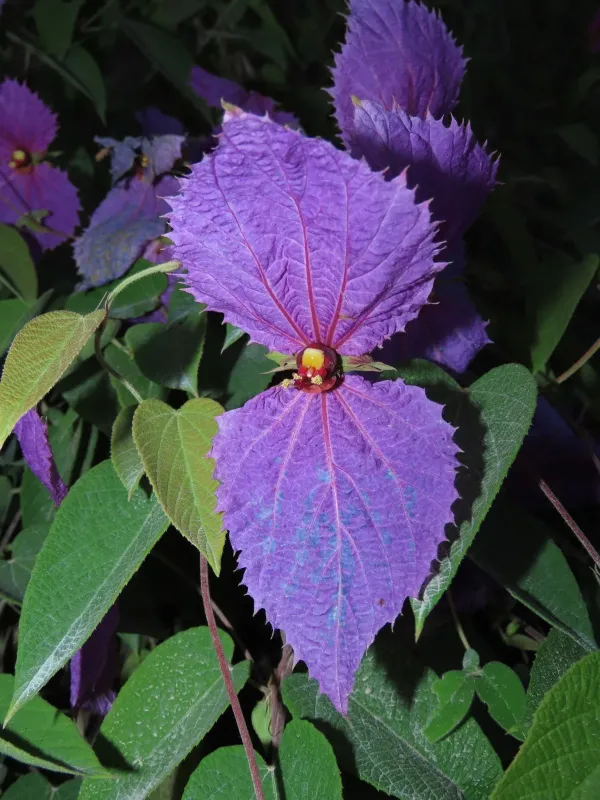 Dalechampia aristolochiifolia