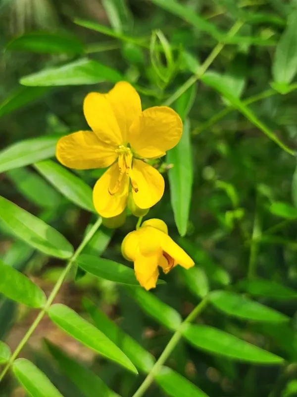 Senna ligustrina