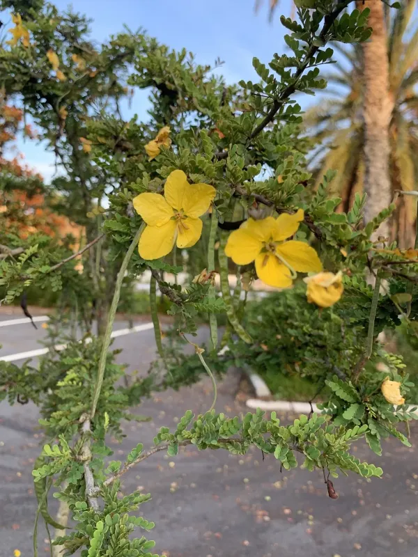 Senna polyphylla