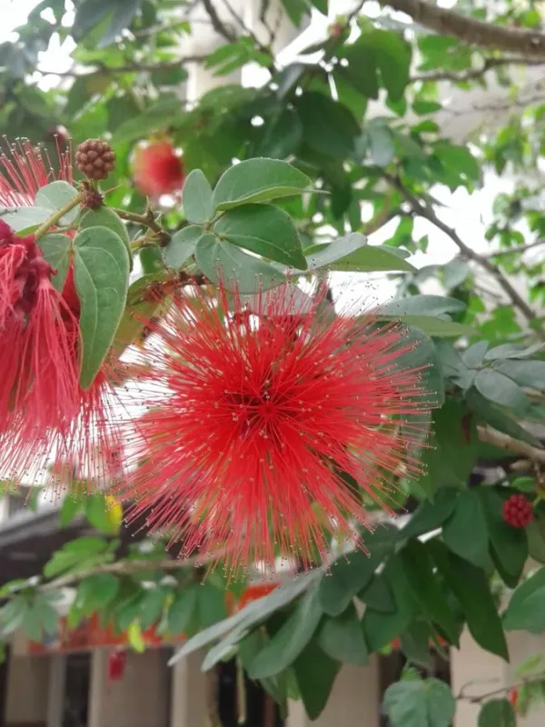 Calliandra tergemina