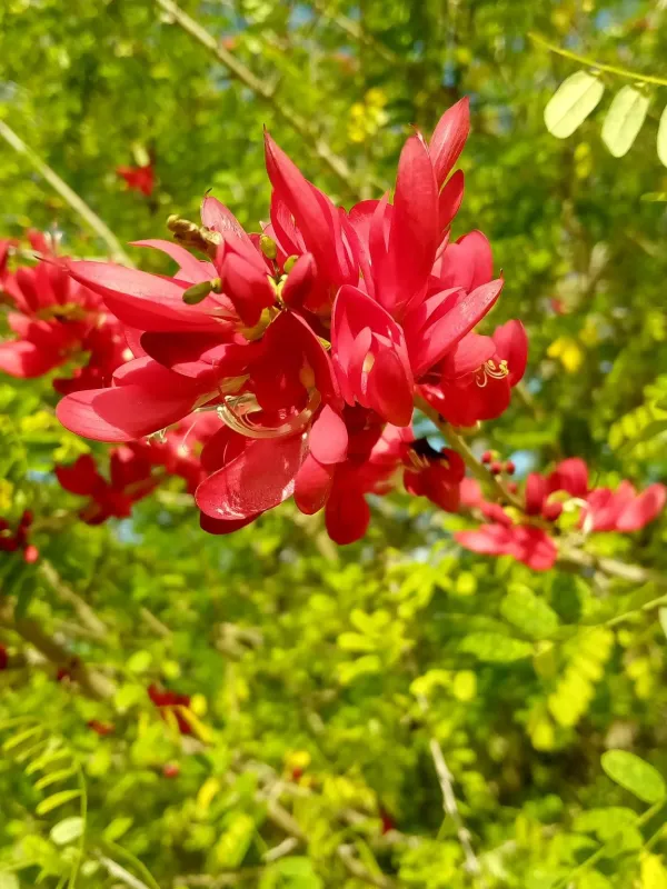 Poitea carinalis