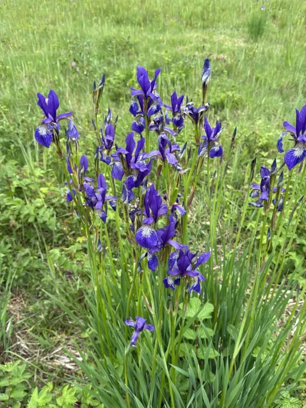 Siberian iris