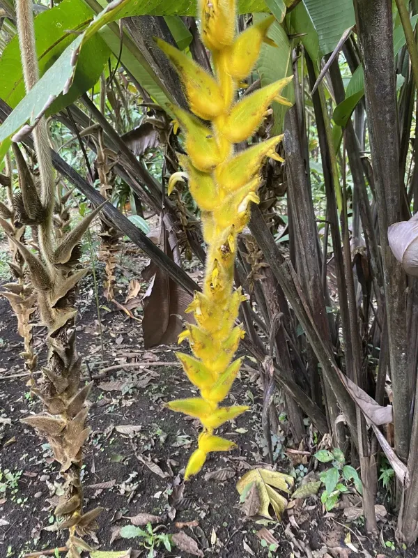 Heliconia xanthovillosa