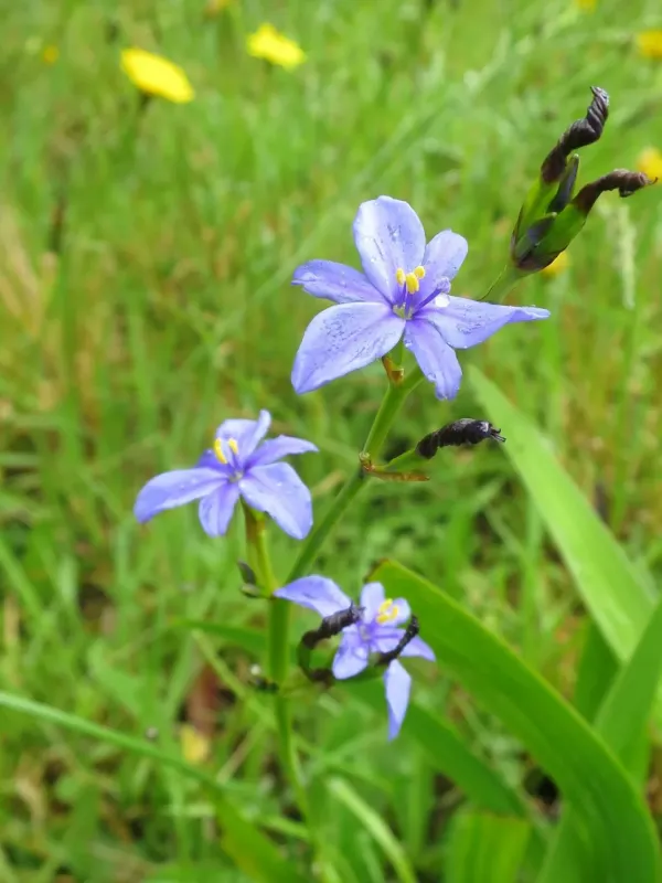Aristea ecklonii