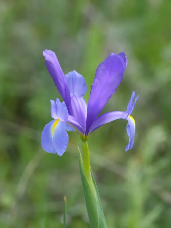 Dutch iris