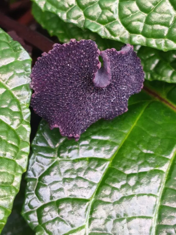 Dorstenia bahiensis