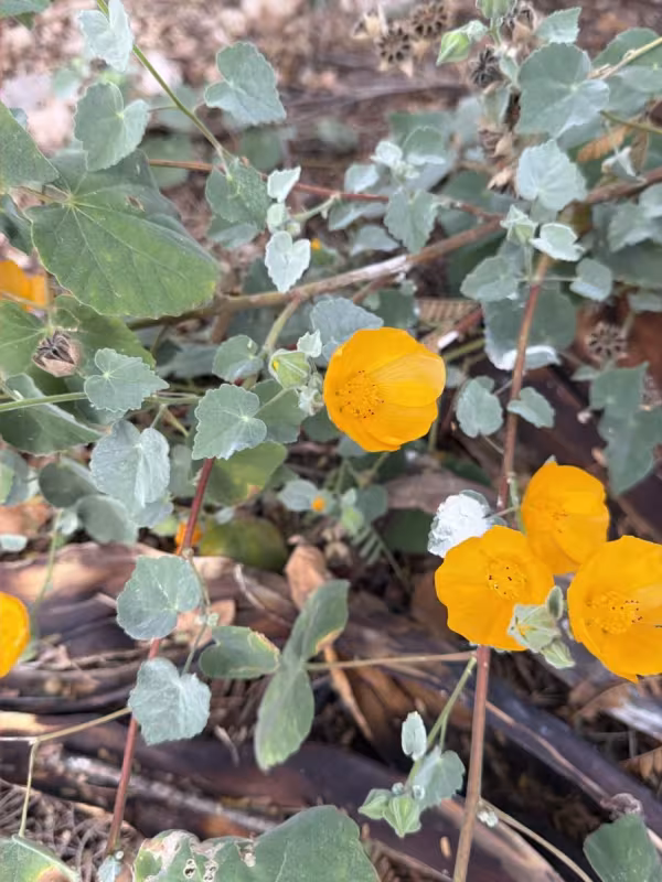 Palmer's abutilon