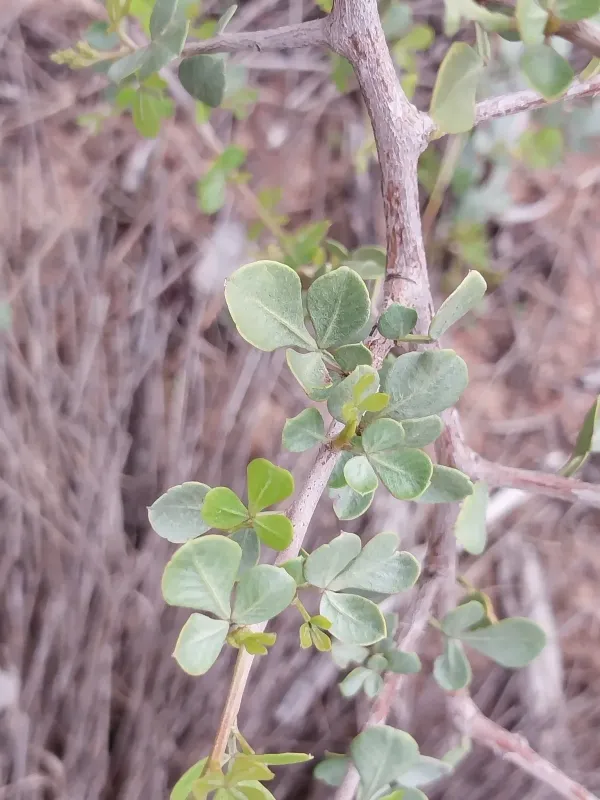 Searsia glauca