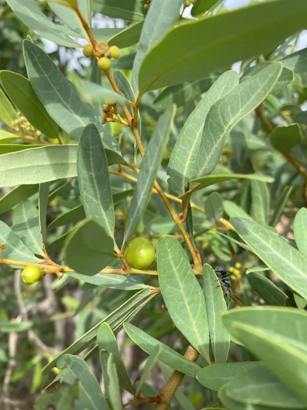 Rhoicissus revoilii
