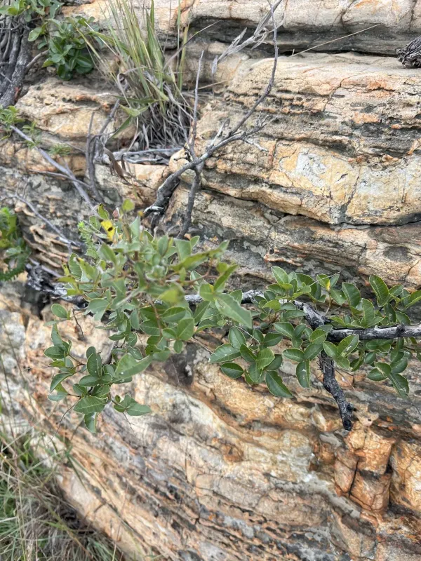 Searsia tumulicola
