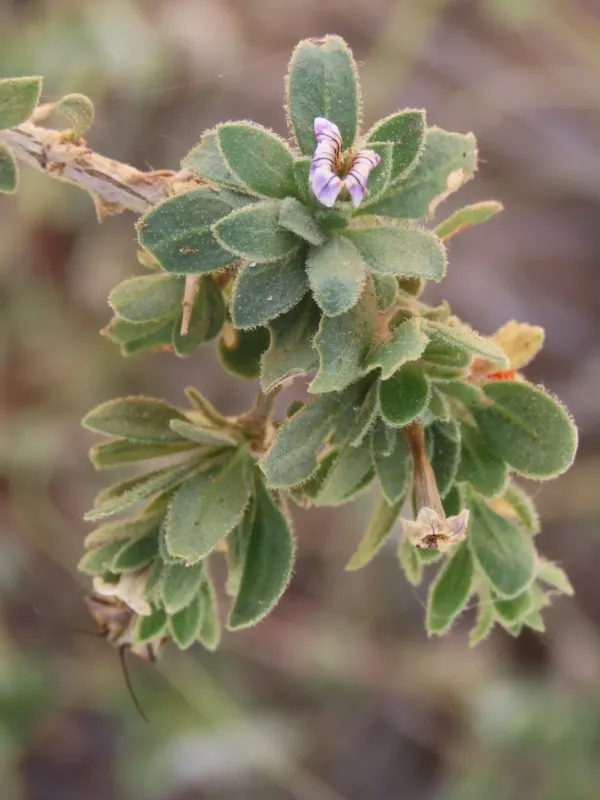 Lycium hirsutum