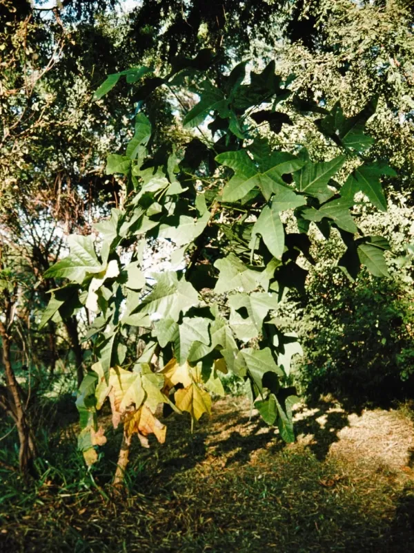 Erythrina livingstoniana
