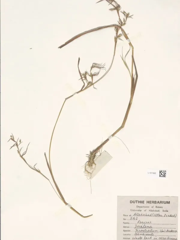 Iseilema prostratum