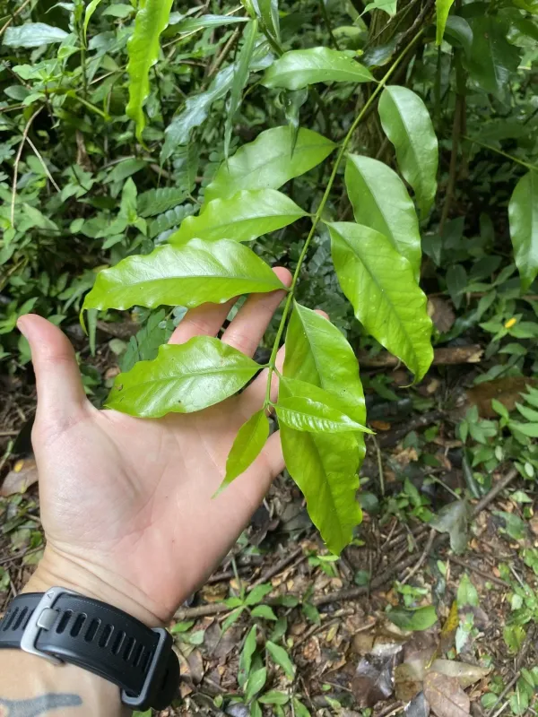Tricalysia lanceolata