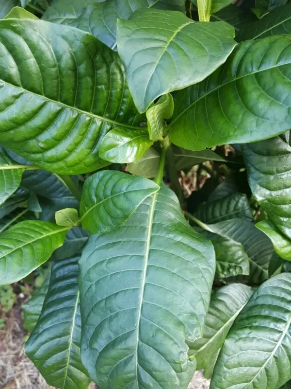 Psychotria zombamontana