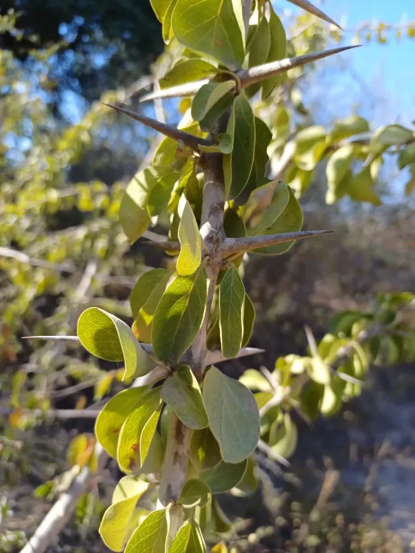 Plectroniella armata