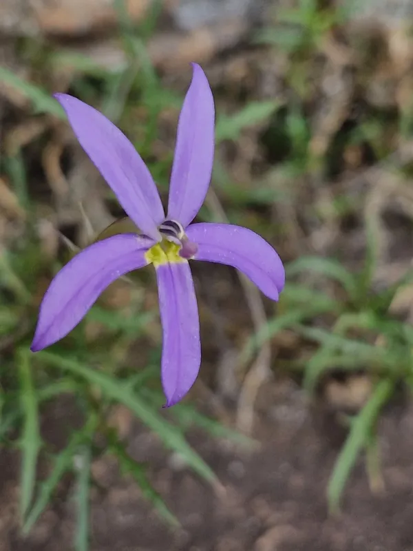 Isotoma axillaris