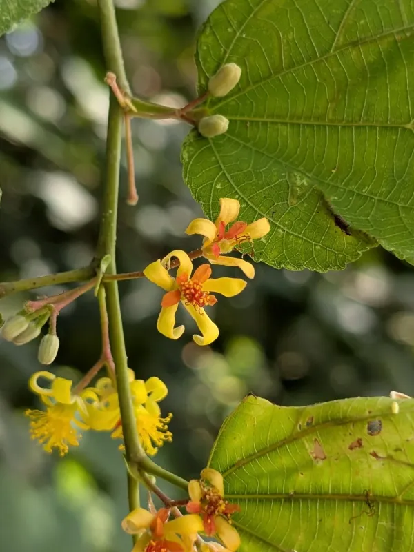 Grewia tiliifolia